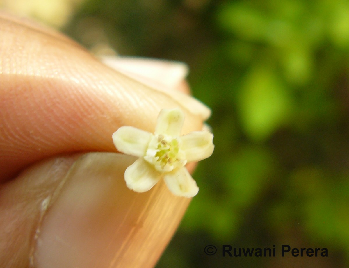 Erythroxylum novogranatense (D.Morris) Hieron.